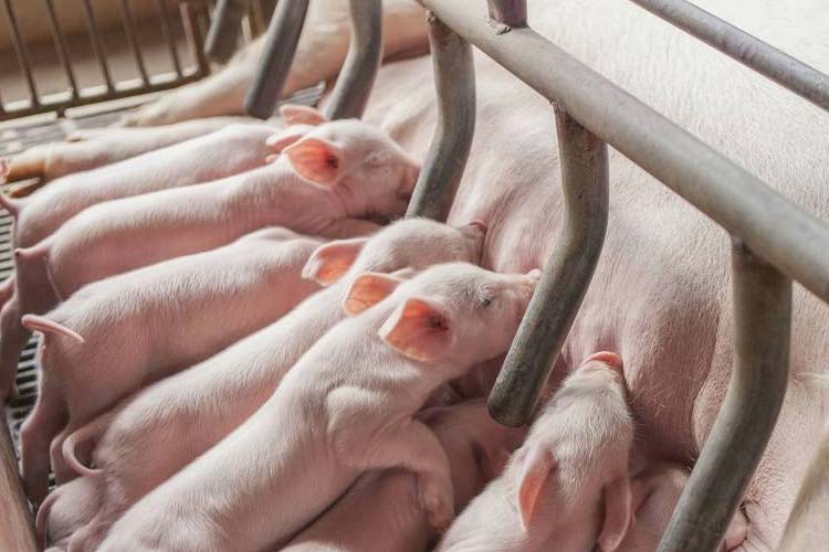 健康和經濟：肉豬養殖環境除濕