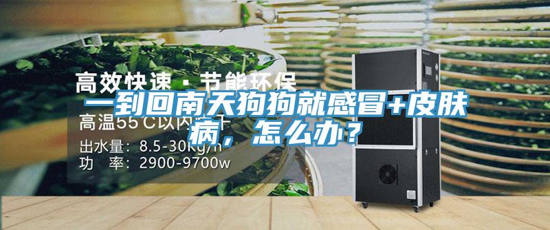 一到回南天狗狗就感冒+皮膚病，怎麽辦？