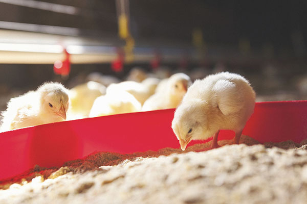 孵化和養雞場的理想溫度和濕度的最佳衡量標準_91看片网站廠家