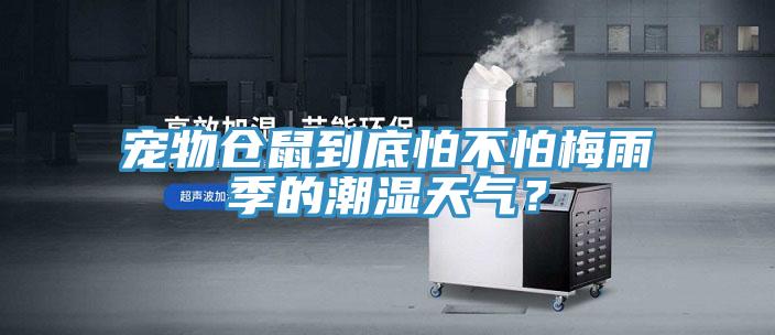 寵物倉鼠到底怕不怕梅雨季的潮濕天氣？