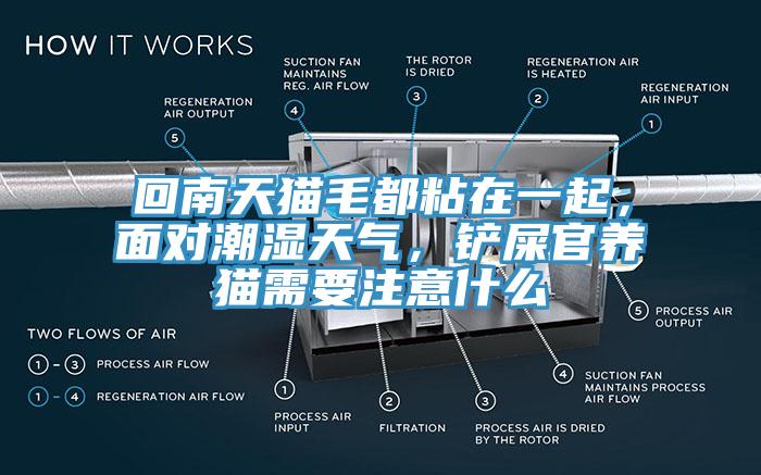 回南天貓毛都粘在一起，麵對潮濕天氣，鏟屎官養貓需要注意什麽