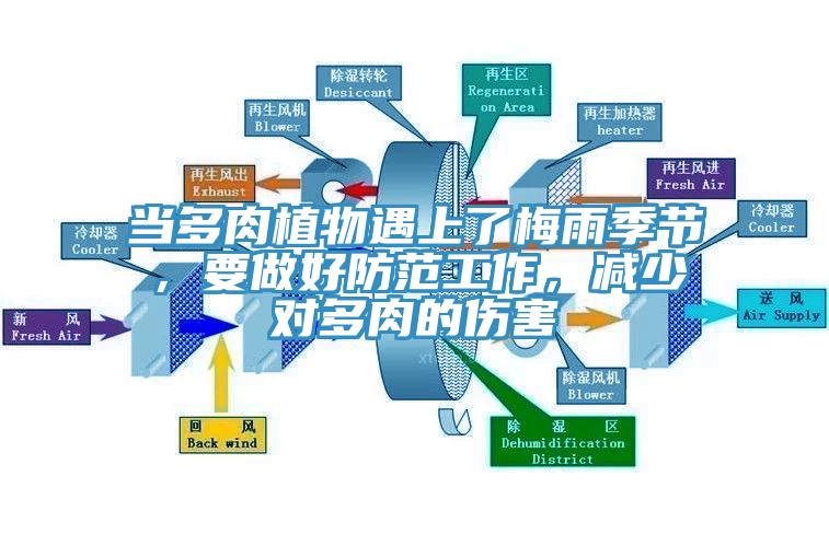 當多肉植物遇上了梅雨季節，要做好防範工作，減少對多肉的傷害