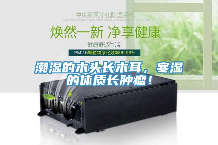 潮濕的木頭長木耳，寒濕的體質長腫瘤！