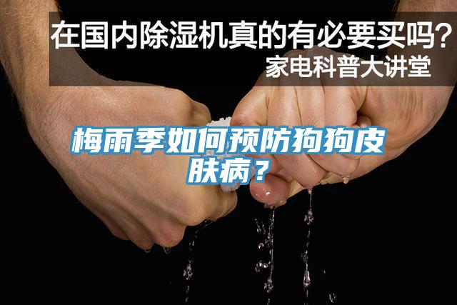梅雨季如何預防狗狗皮膚病？