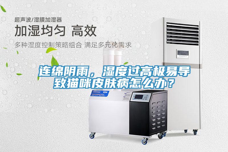 連綿陰雨，濕度過高極易導致貓咪皮膚病怎麽辦？