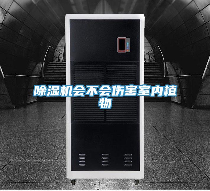 91看片网站會不會傷害室內植物