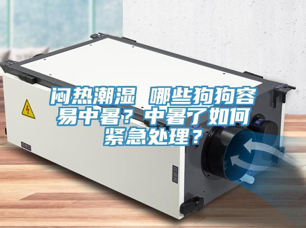 悶熱潮濕 哪些狗狗容易中暑？中暑了如何緊急處理？