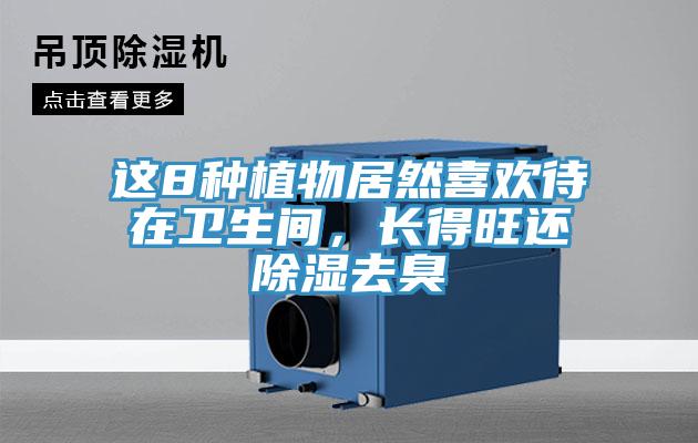 這8種植物居然喜歡待在衛生間，長得旺還除濕去臭