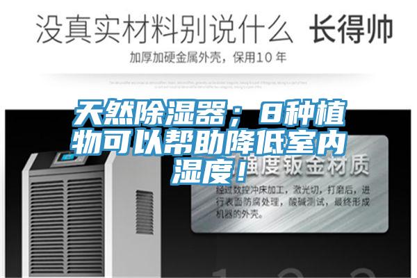 天然除濕器；8種植物可以幫助降低室內濕度！